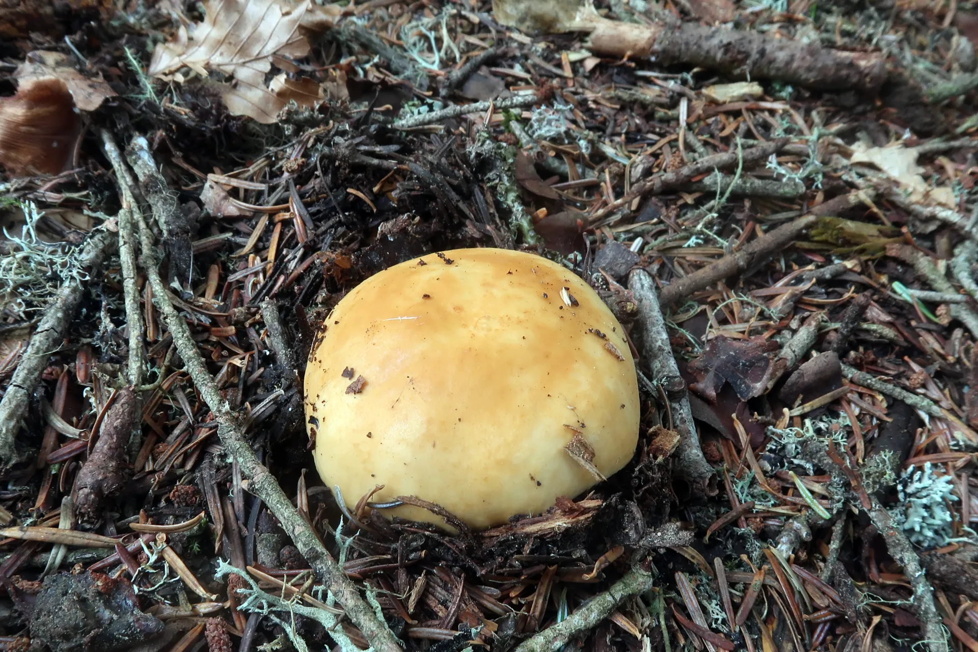 Russula ochroleuca - 1 - IMG_0237